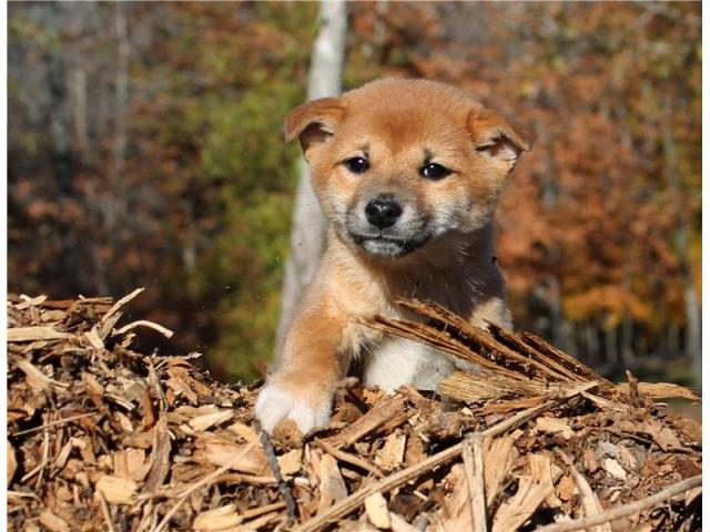 Shiba Inu puppies Image eClassifieds4u