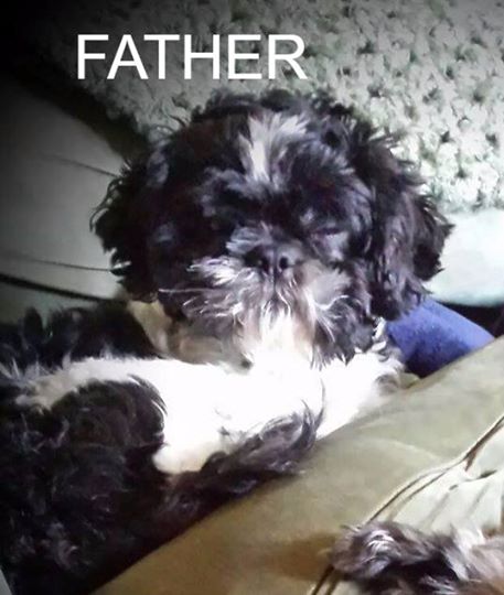 Shih Tzu Puppies Image eClassifieds4u