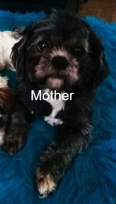 Shih Tzu Puppies Image eClassifieds4u