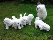 stunning litter of Bichon puppies.