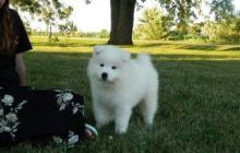 Adorable Samoyed puppies