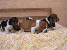 Basset Hound Puppies with fantastic temperaments.