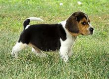 Beagle Puppies For Sale