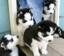 Black and white Siberian Husky Puppes