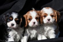 Cavalier King Charles puppies ready