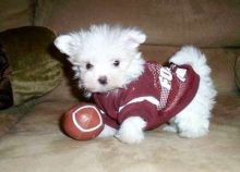 Cute Maltipoo puppies