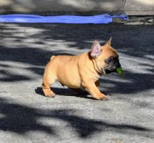 French Bulldogs for Rehome