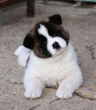 Friendly Akita Puppies For Sale