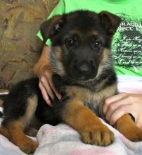 German Shepherd puppies with great temperaments!