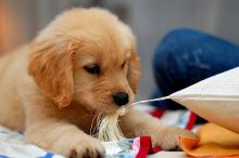 Male and female Golden Retriever puppies.