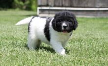 Newfoundland puppies