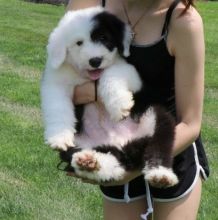 Old English Sheepdog puppies ready for adoption.
