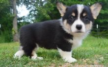 Pembroke Welsh Corgi puppies