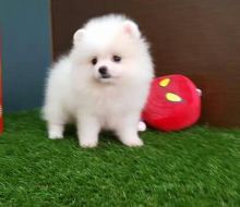 Pomeranian puppies for sale