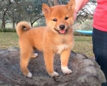 Shiba Inu Puppies For Adoption