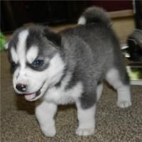 Two Siberian Husky Puppies