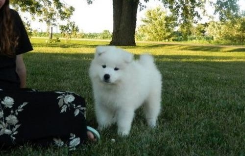 Adorable Samoyed puppies Image eClassifieds4u