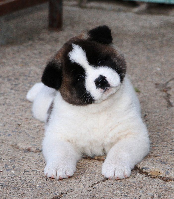 Friendly Akita Puppies For Sale Image eClassifieds4u