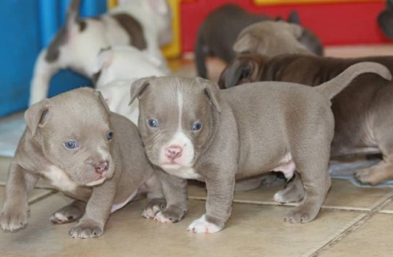 Friendly and Cutest American Blue Pitbulls Puppies ready now (213) 787-4282 Image eClassifieds4u