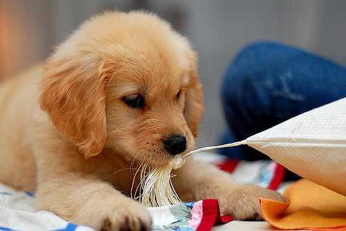 Healthy and adorable Golden retriever puppies available. Image eClassifieds4u