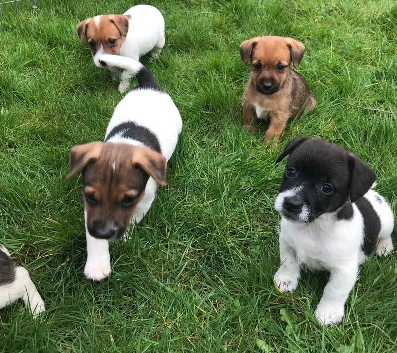 Jack Russel terrier puppies for Sale Image eClassifieds4u
