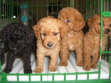 Poodle puppies Image eClassifieds4u 2