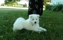 Adorable Samoyed puppies Image eClassifieds4u 2