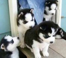 Black and white Siberian Husky Puppes Image eClassifieds4U