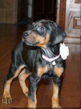 chunky Doberman Pinscher puppies for sale. Image eClassifieds4u 2