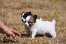 Cute Papillon puppies for sale Image eClassifieds4U