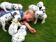 Dalmatian puppies Image eClassifieds4U
