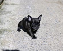 French Bulldogs for Rehome Image eClassifieds4u 2