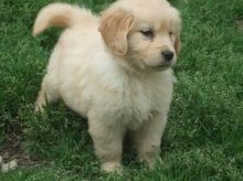 Golden Retriever Puppies for Sale Image eClassifieds4U