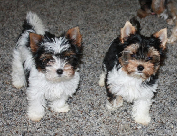 Biewer Terierr puppies=2 males/ 4 females. Image eClassifieds4u