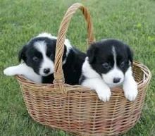 Adorable Border Collie pups