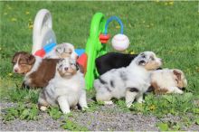 Australian Shepherd puppies available.