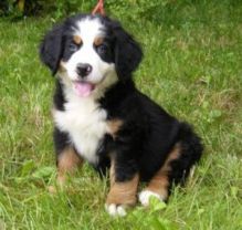 Ckc Registered Bernese Mountain Dog puppies For Sale