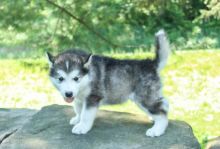 For Adoption: Alaskan Malamute Puppies,Ckc Reg.