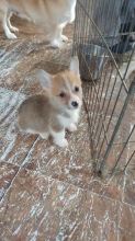 For Adoption: Corgi Puppies,Ckc Reg.