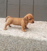 For Adoption: Dachshund Puppies,Ckc Reg.