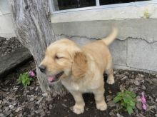 For Adoption: Golden Retriever Puppies,Ckc Reg.