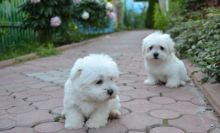 For Adoption: Maltese Puppies,Ckc Reg.