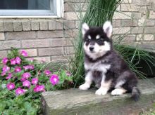 For Adoption: Pomsky Puppies,Ckc Reg.