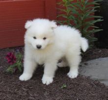 For Adoption: Samoyed Puppies,Ckc Reg.