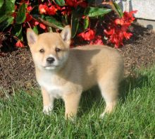 For Adoption: Shiba Inu Puppies,Ckc Reg.