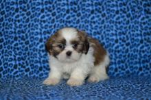 For Adoption: Shih Tzu Puppies,Ckc Reg.