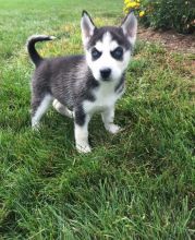 For Adoption: Siberian Husky Puppies,Ckc Reg.