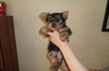 For Adoption: Yorkie Puppies,Ckc Reg.