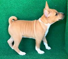 Healthy and adorable Basenji puppies available.