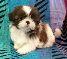 Outstanding Shih Tzu Puppies